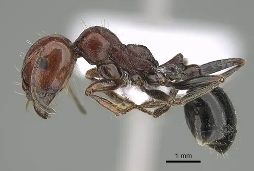 Messor minor specimen CASENT0914812 image casent0914812_3