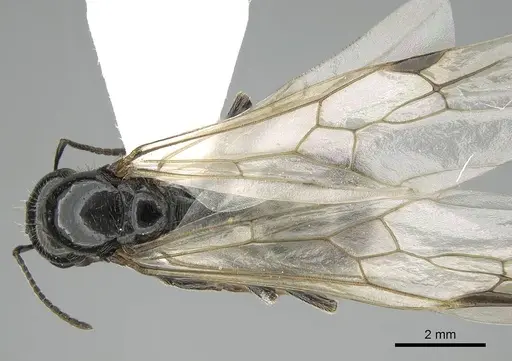 Messor minor specimen CASENT0914814 image casent0914814_1