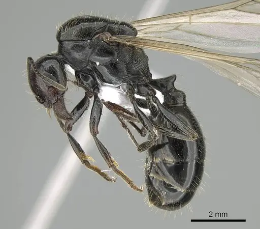 Messor minor specimen CASENT0914814 image casent0914814_3