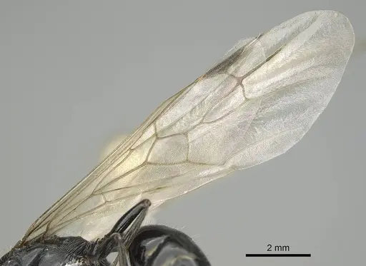 Messor minor specimen CASENT0914814 image casent0914814_4