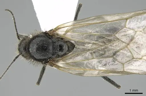 Messor minor specimen CASENT0914815 image casent0914815_1