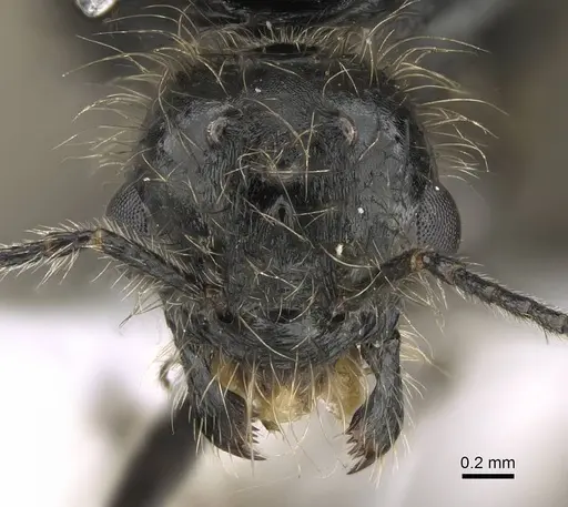 Messor minor specimen CASENT0914815 image casent0914815_2