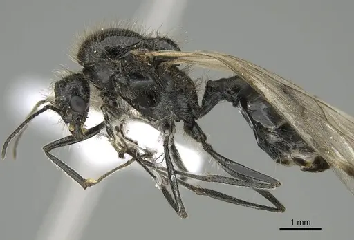 Messor minor specimen CASENT0914815 image casent0914815_3