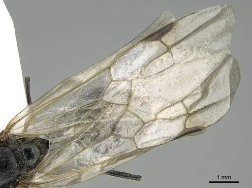Messor minor specimen CASENT0914815 image casent0914815_4