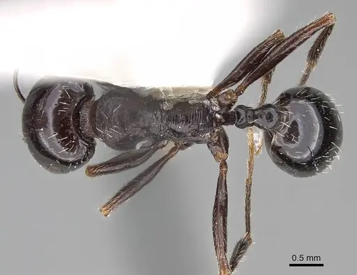 Messor muraywahus specimen CASENT0922315 image casent0922315_1