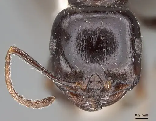 Messor muraywahus specimen CASENT0922315 image casent0922315_2