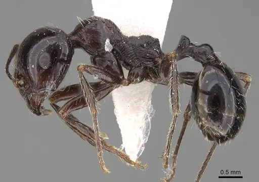 Messor muraywahus specimen CASENT0922315 image casent0922315_3