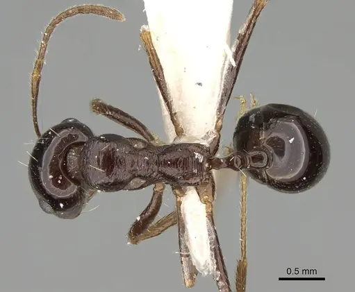 Messor muscatus specimen CASENT0922320 image casent0922320_1