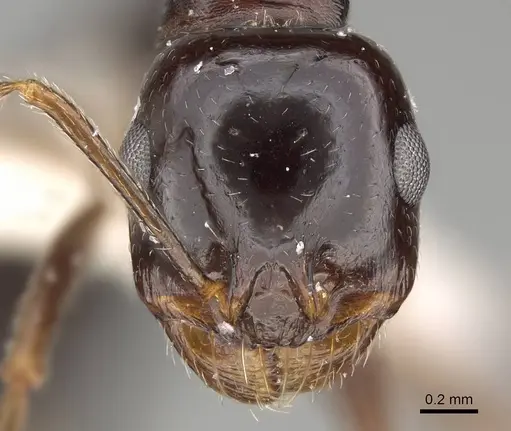Messor muscatus specimen CASENT0922320 image casent0922320_2