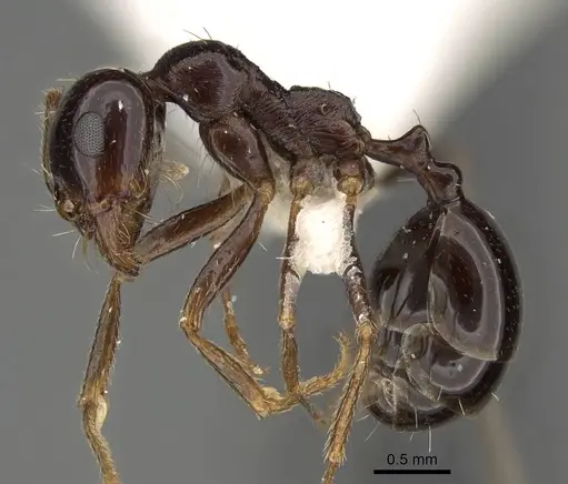 Messor muscatus specimen CASENT0922320 image casent0922320_3