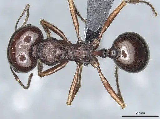 Messor nahali specimen CASENT0913772 image casent0913772_1