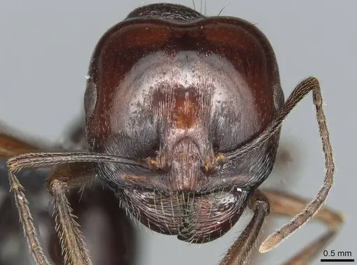 Messor nahali specimen CASENT0913772 image casent0913772_2