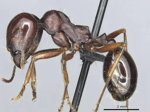 Messor nahali specimen CASENT0913772 image casent0913772_3