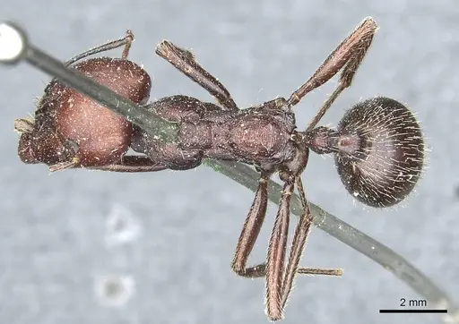 Messor niloticus specimen CASENT0913206 image casent0913206_1