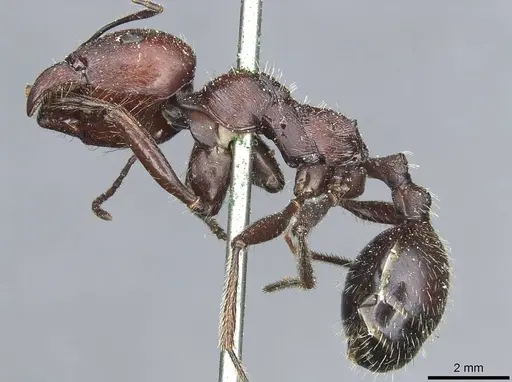 Messor niloticus specimen CASENT0913206 image casent0913206_3