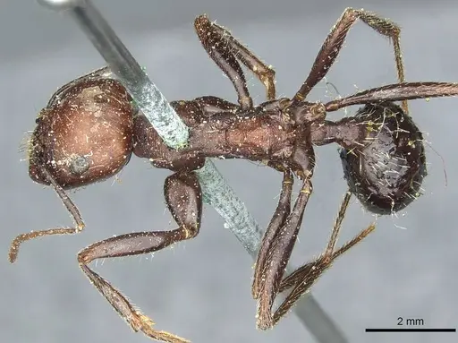 Messor niloticus specimen CASENT0913207 image casent0913207_1
