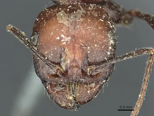 Messor niloticus specimen CASENT0913207 image casent0913207_2