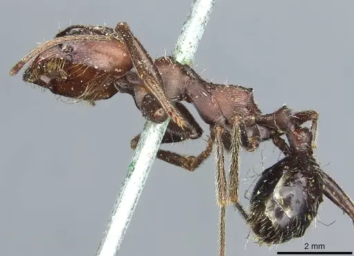Messor niloticus specimen CASENT0913207 image casent0913207_3