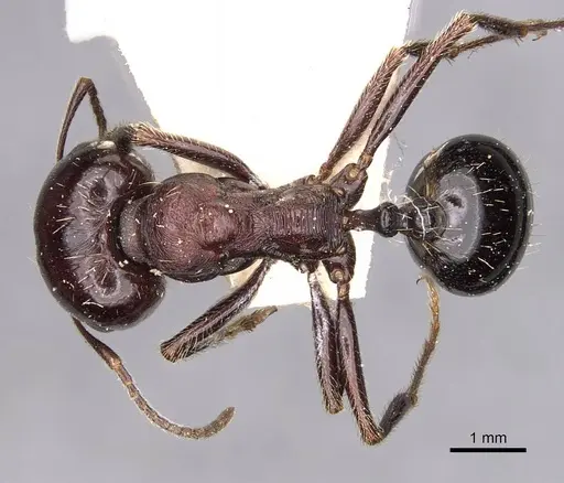 Messor obscurior specimen CASENT0907731 image casent0907731_1