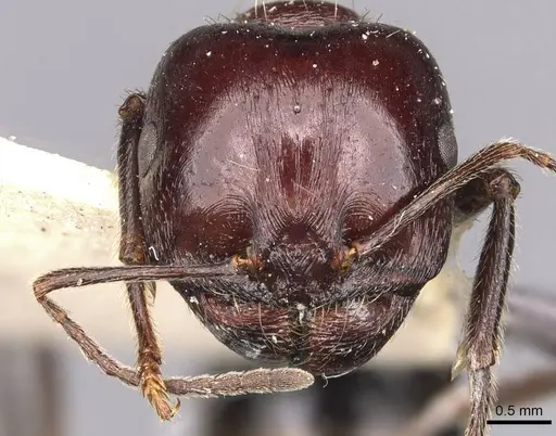 Messor obscurior specimen CASENT0907731 image casent0907731_2