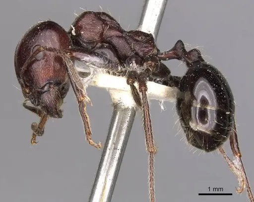 Messor obscurior specimen CASENT0907731 image casent0907731_3