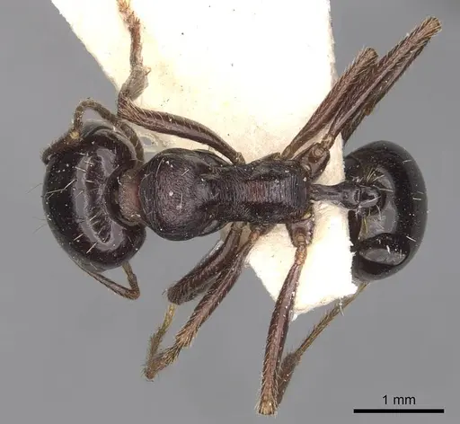 Messor obscurior specimen CASENT0907732 image casent0907732_1