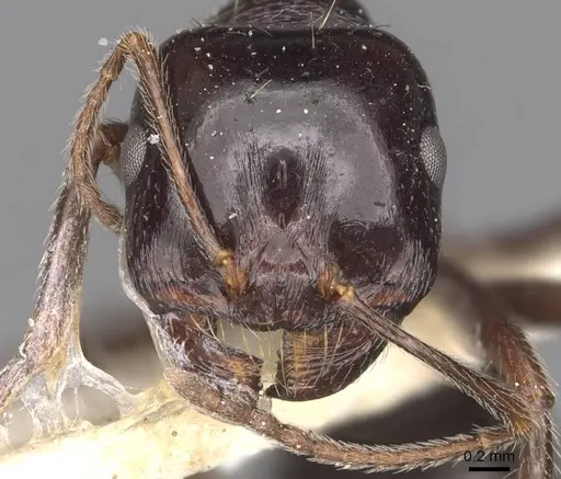 Messor obscurior specimen CASENT0907732 image casent0907732_2