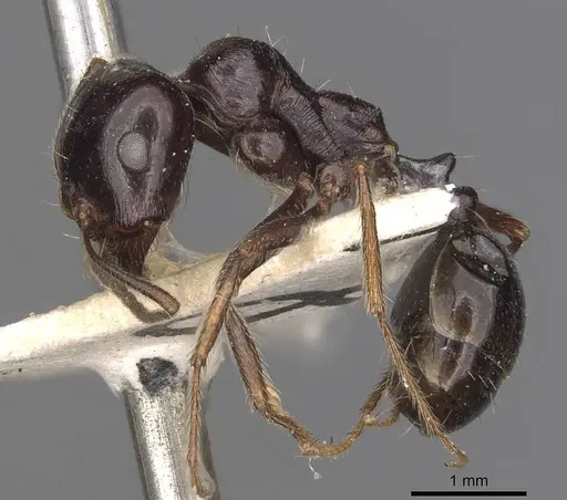 Messor obscurior specimen CASENT0907732 image casent0907732_3