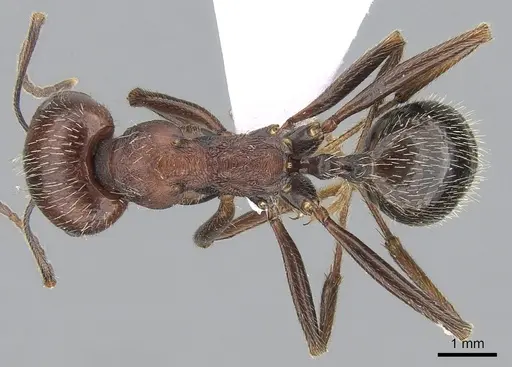 Messor oertzeni specimen CASENT0281545 image casent0281545_1