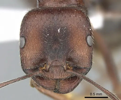 Messor oertzeni specimen CASENT0281545 image casent0281545_2