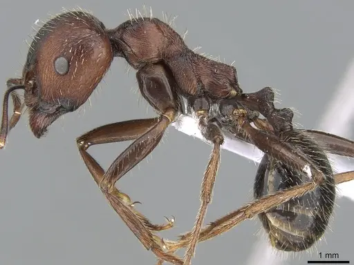 Messor oertzeni specimen CASENT0281545 image casent0281545_3
