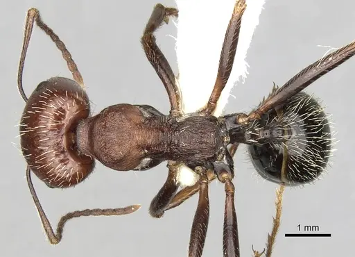 Messor oertzeni specimen CASENT0281589 image casent0281589_1