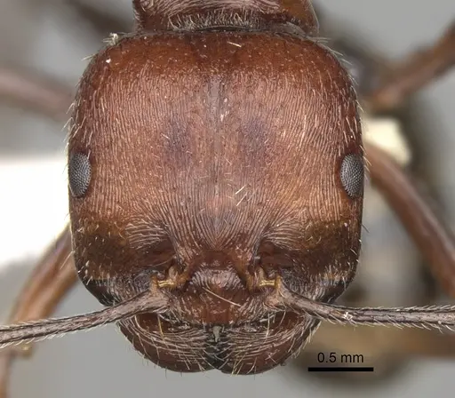 Messor oertzeni specimen CASENT0281589 image casent0281589_2