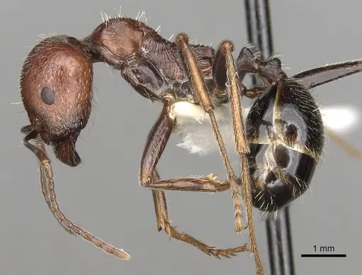 Messor oertzeni specimen CASENT0281589 image casent0281589_3
