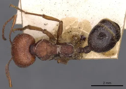 Messor oertzeni specimen CASENT0900468 image casent0900468_1
