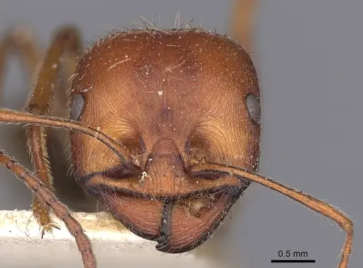 Messor oertzeni specimen CASENT0900468 image casent0900468_2