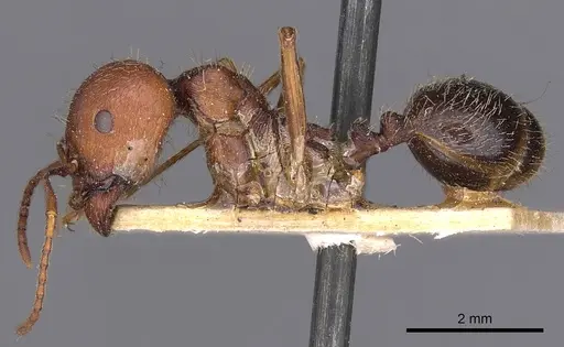 Messor oertzeni specimen CASENT0900468 image casent0900468_3