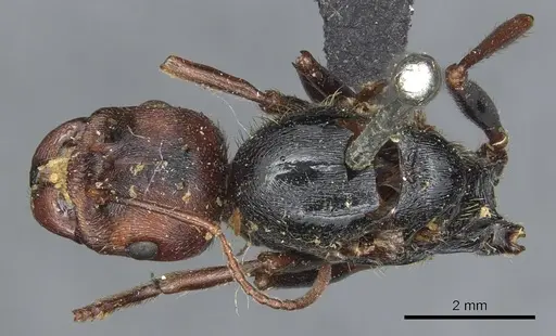Messor oertzeni specimen CASENT0904136 image casent0904136_1