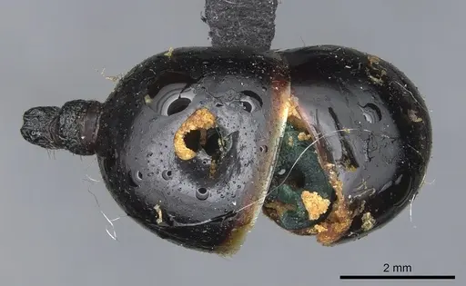 Messor oertzeni specimen CASENT0904136 image casent0904136_2