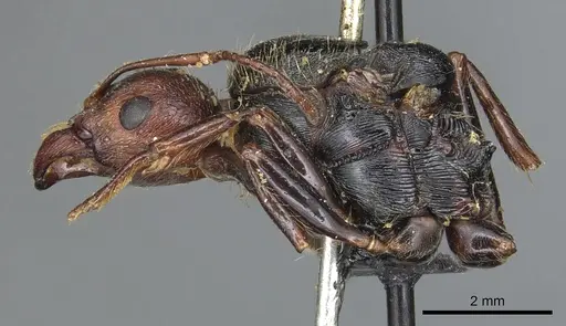 Messor oertzeni specimen CASENT0904136 image casent0904136_4