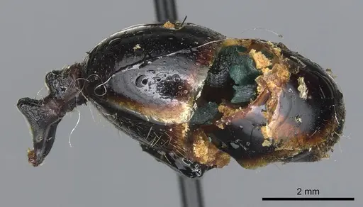 Messor oertzeni specimen CASENT0904136 image casent0904136_5