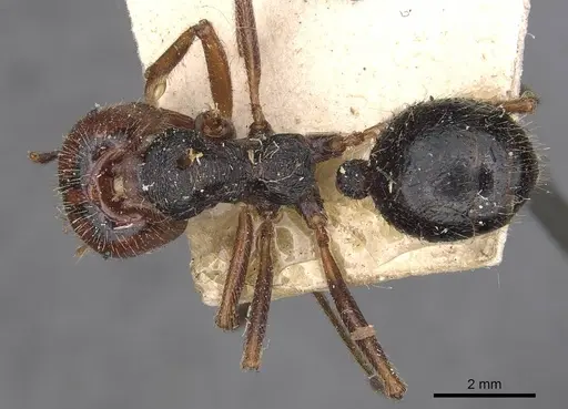 Messor oertzeni specimen CASENT0907752 image casent0907752_1