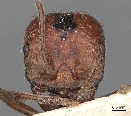 Messor oertzeni specimen CASENT0907752 image casent0907752_2