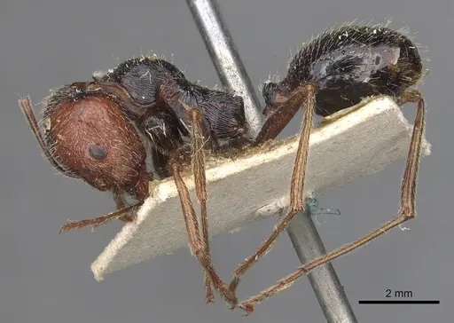 Messor oertzeni specimen CASENT0907752 image casent0907752_3