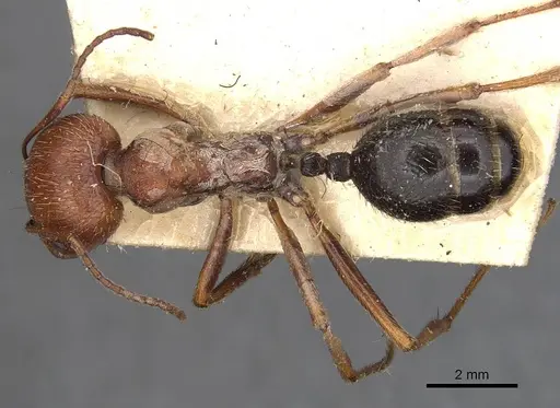 Messor oertzeni specimen CASENT0907753 image casent0907753_1