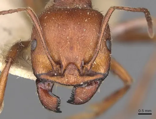 Messor oertzeni specimen CASENT0907753 image casent0907753_2