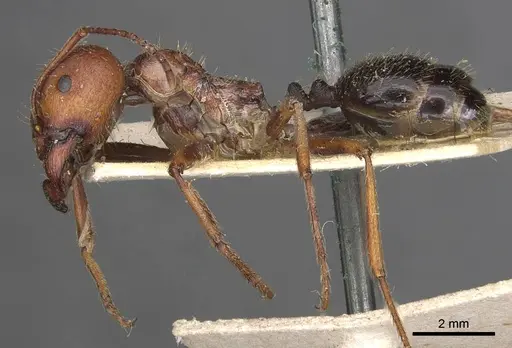 Messor oertzeni specimen CASENT0907753 image casent0907753_3