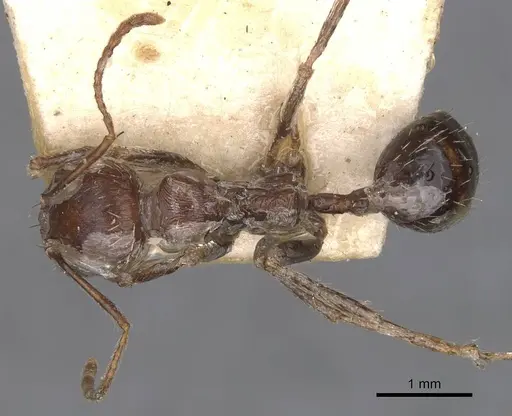 Messor oertzeni specimen CASENT0907754 image casent0907754_1