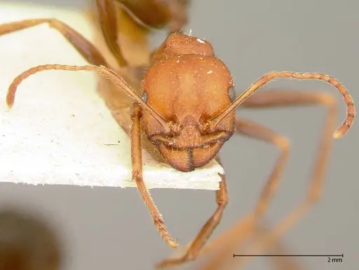 Messor oertzeni specimen FOCOL0055-1 image focol0055-1_2