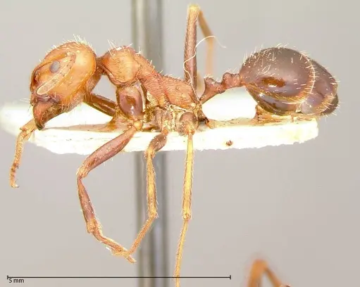 Messor oertzeni specimen FOCOL0055-1 image focol0055-1_3